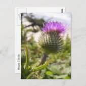 Oregon Thistles Briefkaart (Voorkant / Achterkant)