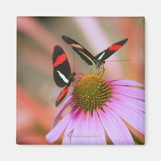 oregon , usa 3 magneet (Voorkant)