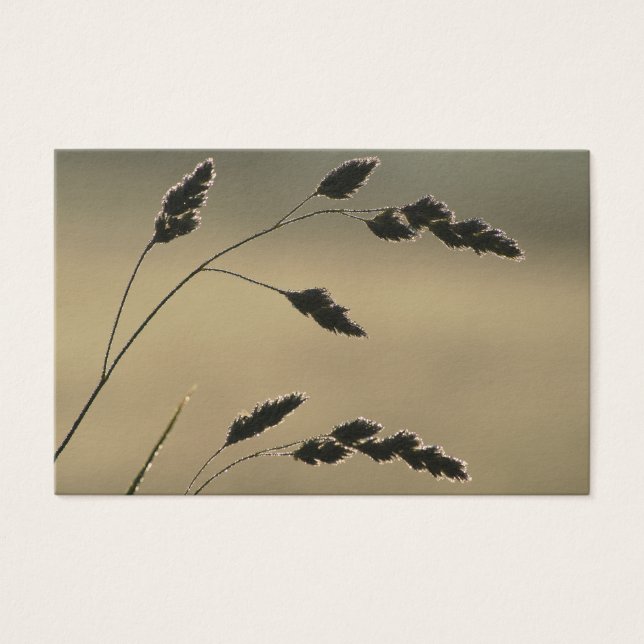 Oreille d'herbe humide (Devant)