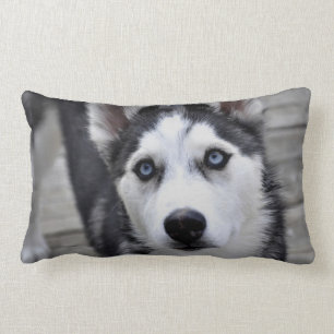 Oreiller chiot husky