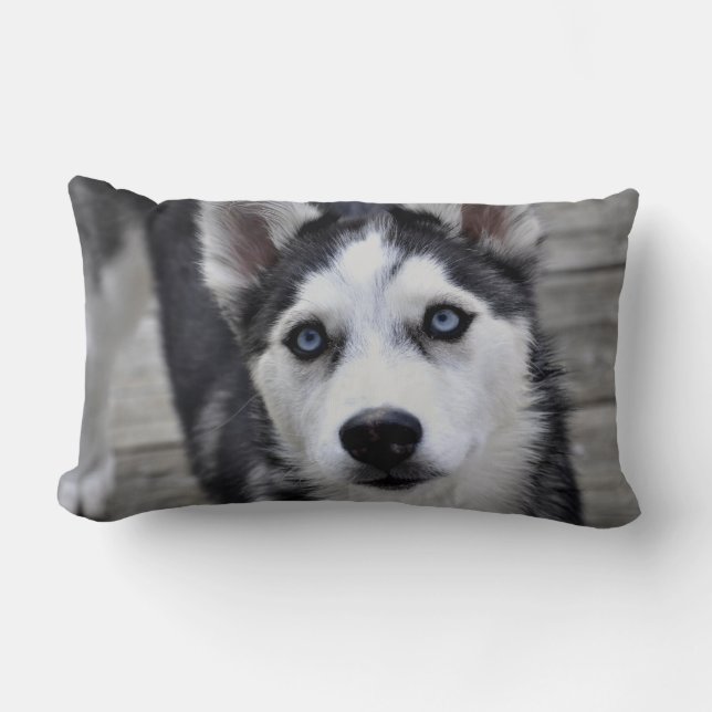Oreiller chiot husky (Recto)