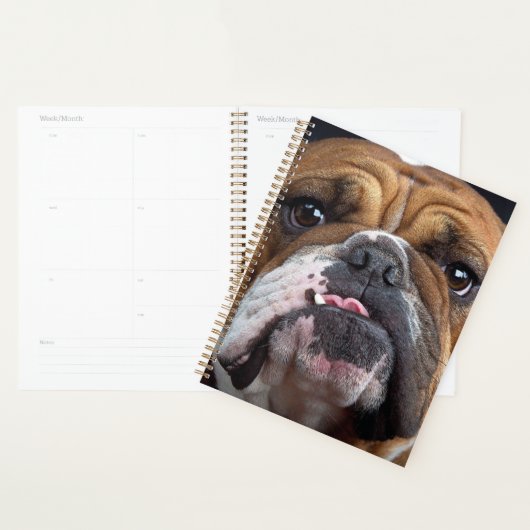 Oreillers à lancer de Bulldog anglais (Devant avec enveloppe)