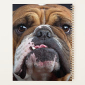 Oreillers à lancer de Bulldog anglais (Dos)