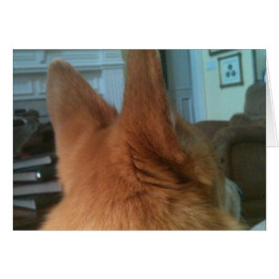 oreilles de corgi de gallois
