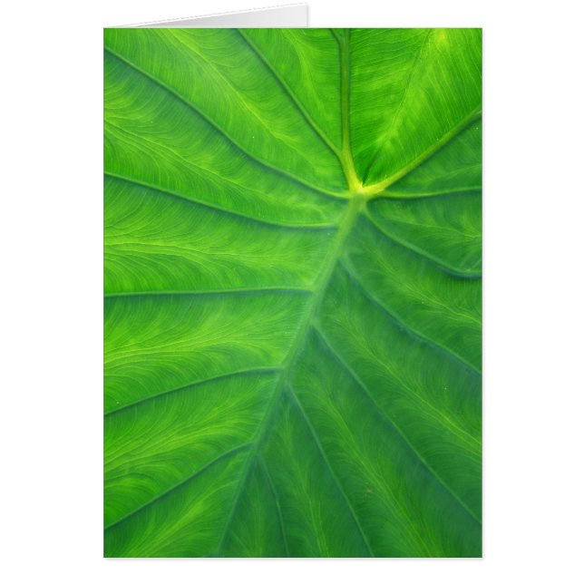 Oreilles éléphantes - Colocasia (Devant)