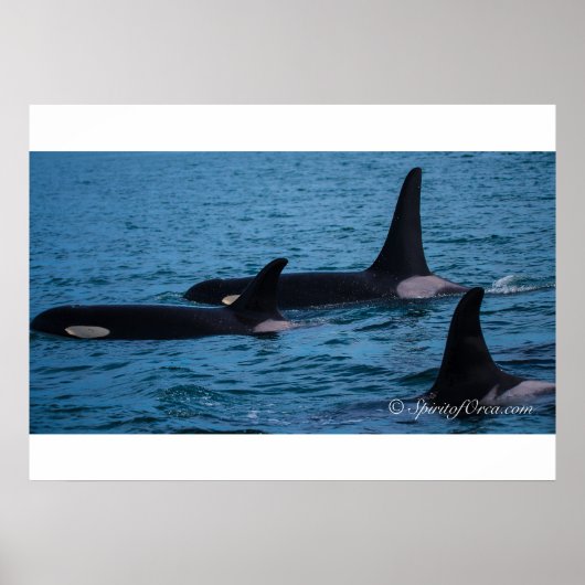 Oreo, Cookie en DoubleStuf Poster (Voorkant)