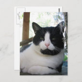 Oreo de kat briefkaart (Voorkant / Achterkant)