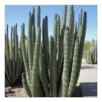 Organ Pipe Cactus