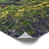 Organ Pipe Cactus Poster (Hoek)