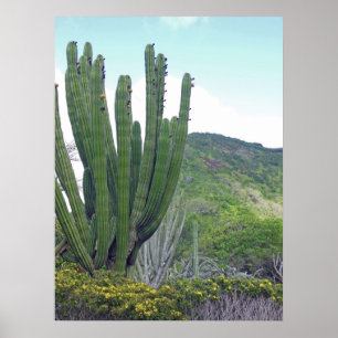 Organ Pipe Cactus Poster