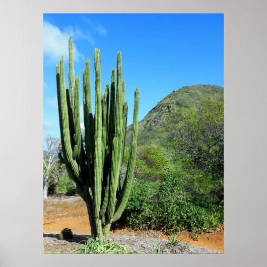 Organ Pipe Cactus Poster (Voorkant)