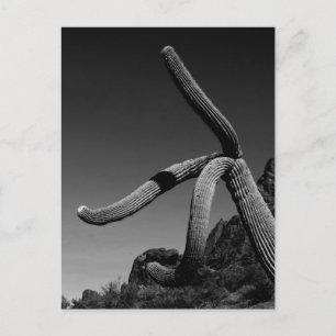 Organ Pipe Park, Saguaro Cactus Art Photography Briefkaart