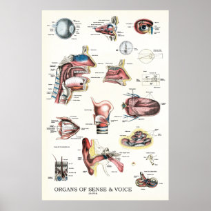 Organen van Sense en Voice Anatomy Poster 24 X 36