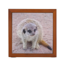 Meerkat