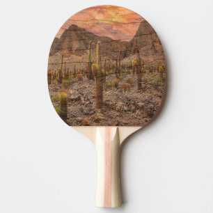 Orgelpijpcactus op houtnerf zonsondergang foto tafeltennisbatje