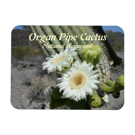 Orgue Pipe Cactus Monument national Magnet (Horizontal)