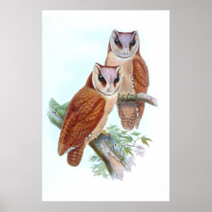 Oriental Bay Barn Owl T-Shirt Poster