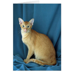 Oriental étranger, rouge a fait tic tac