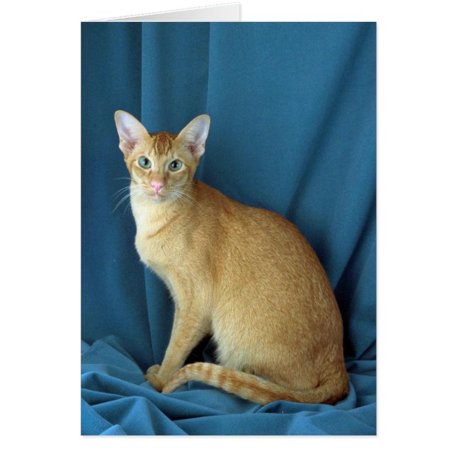 Oriental étranger, rouge marqué (Devant)