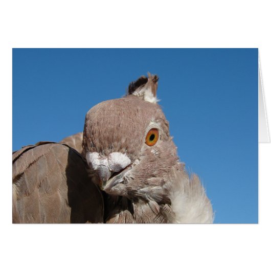 Oriental Frill Pigeon (Voorkant Horizontaal)