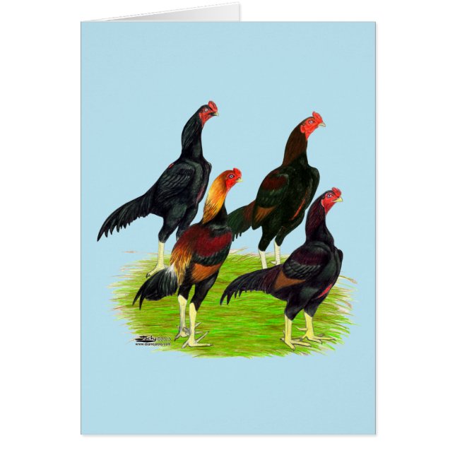 Oriental Game Fowl Quartet (Voorkant)