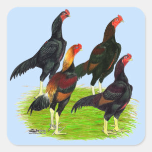 Oriental Game Fowl Quartet Vierkante Sticker