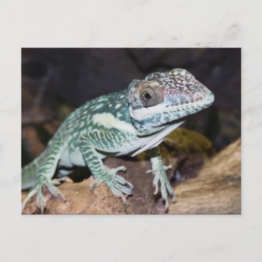 Oriental Knight Anole Lizard close up Briefkaart (Voorkant)