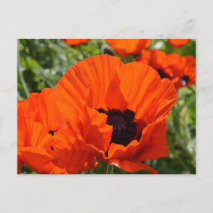 Oriental Poppies (Papaver orientale) Briefkaart