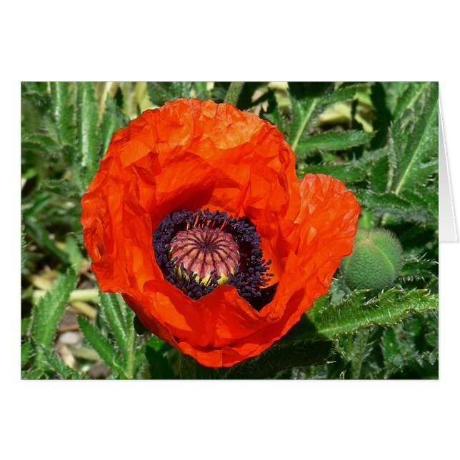 Oriental Poppy (Voorkant Horizontaal)