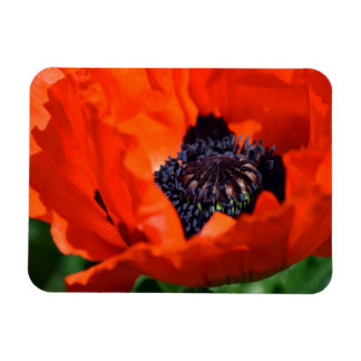 Oriental Poppy Magneet