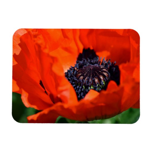 Oriental Poppy Magneet (Horizontaal)