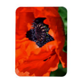 Oriental Poppy Magneet (Verticaal)