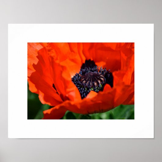 Oriental Poppy Poster (Voorkant)