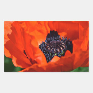 Oriental Poppy Rechthoekige Sticker