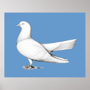 Oriental Roller Pigeon Flying Type Poster
