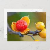 Orientale bitterzoete briefkaart (Voorkant / Achterkant)