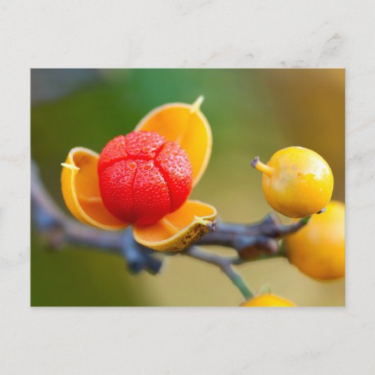 Orientale bitterzoete briefkaart (Voorkant)