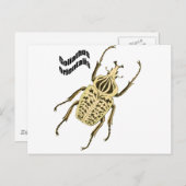 Orientalis van Goliathus Briefkaart (Voorkant / Achterkant)