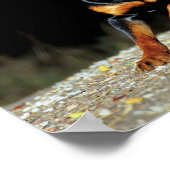 Original Rottweiler Poster (Hoek)