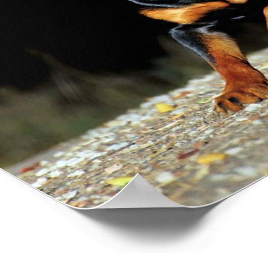 Original Rottweiler Poster (Hoek)