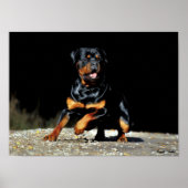 Original Rottweiler Poster (Voorkant)