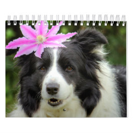 Originele Unieke Border Collie Dog Kalender