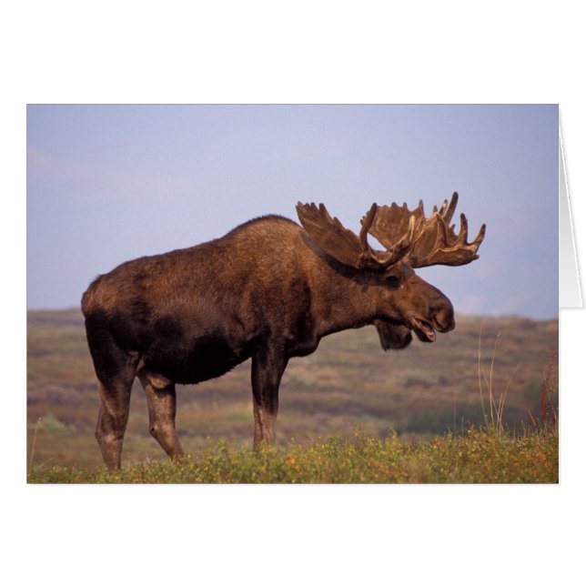 orignal, Alces alces, taureau aux gros bois (Devant horizontal)