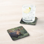 Orignaux dans l'ensemble de dessous de verre de (Côté Droit)