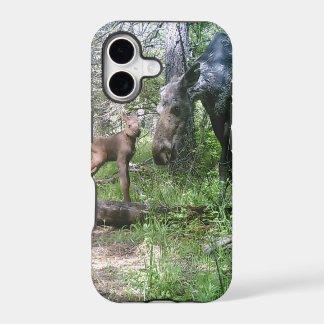 Orignaux de bébé et de mère