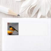 Oriole adderlabel etiket (Insitu)