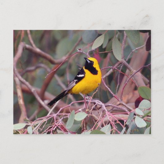 Oriole Briefkaart (Voorkant)