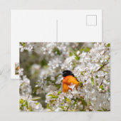 Oriole en Dogwood Briefkaart (Voorkant / Achterkant)