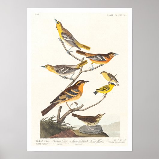 Oriole, Goldfinch, Thrush par Audubon Poster (Devant)