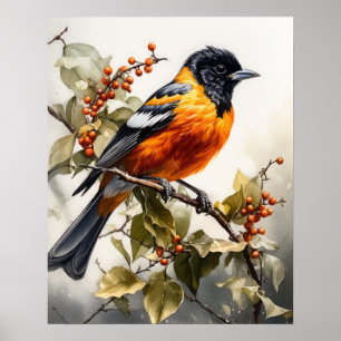 Oriole Oiseau Art Imprimer Poster